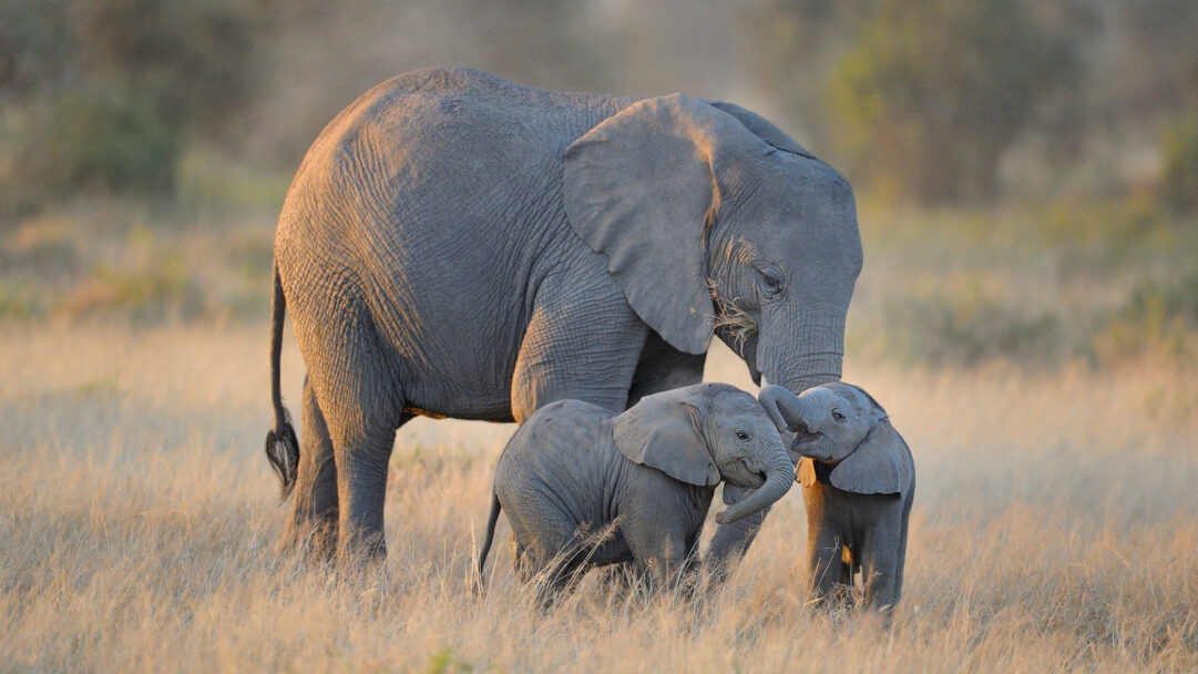 A heartwarming 4K wallpaper showcasing an African elephant family, with a large adult and two smaller calves, standing closely together in the sun-drenched, dry savanna grasses of Amboseli National Park, Kenya. Soft golden hour light illuminates their textured grey hides, particularly highlighting the tender trunk-to-trunk interaction between the two playful calves.
