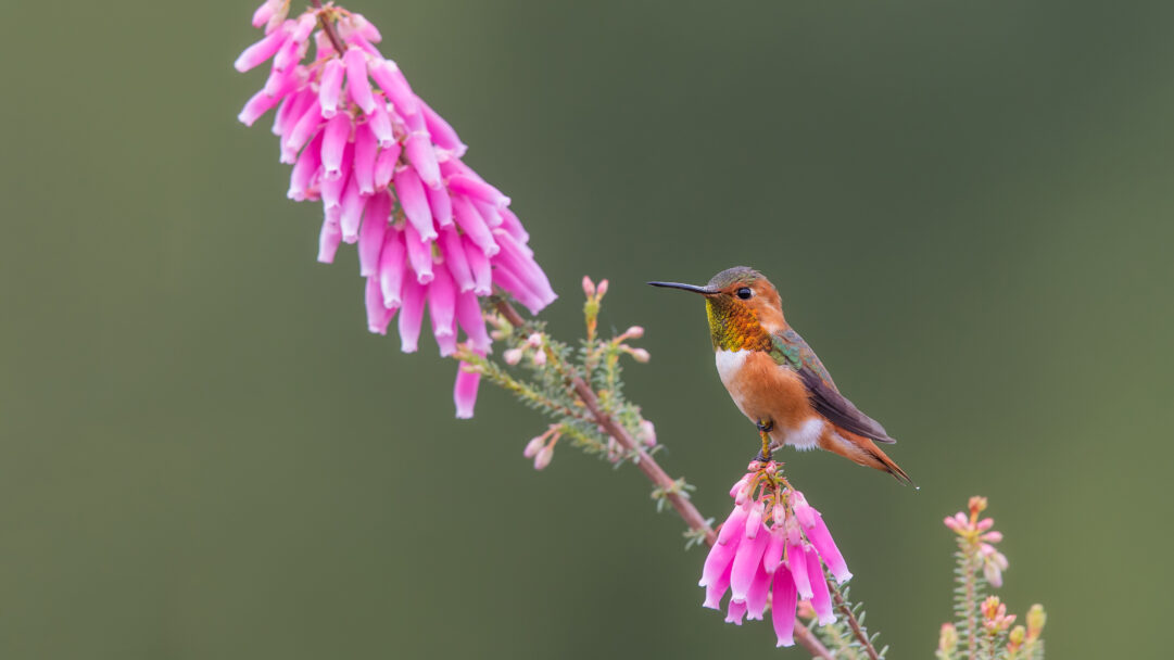 An exquisite 4K wallpaper features an Allen's Hummingbird perched gracefully among vibrant pink flowers in Santa Cruz, California. The bird's iridescent orange and green plumage gleams against the striking fuchsia blossoms, creating a vivid contrast against the soft, muted green background.