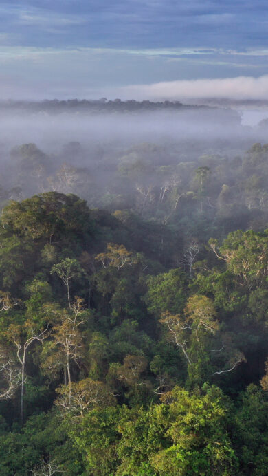 An ethereal 4K wallpaper revealing the Amazon Rainforest in Peru from an aerial perspective. A dense layer of morning mist envelops the vibrant green canopy, with the tips of trees softly breaking through the haze under a gentle sky.