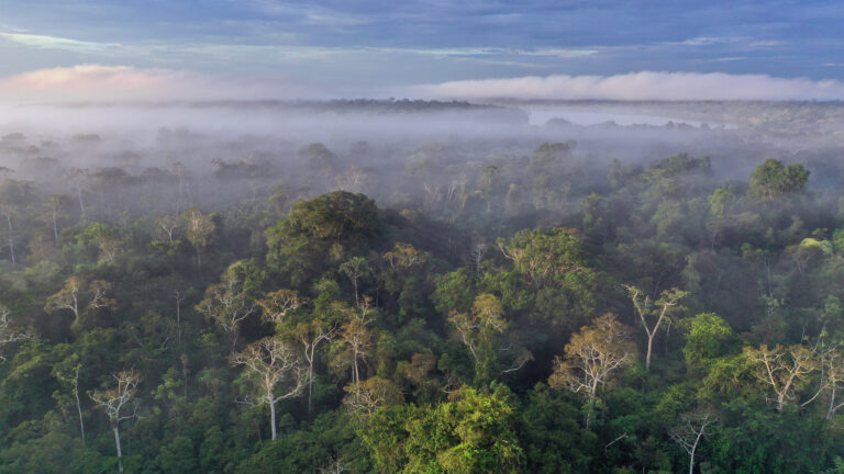 An ethereal 4K wallpaper revealing the Amazon Rainforest in Peru from an aerial perspective. A dense layer of morning mist envelops the vibrant green canopy, with the tips of trees softly breaking through the haze under a gentle sky.