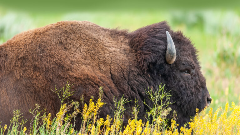 A breathtaking 4K wallpaper showcasing an American bison in Grand Teton National Park, Wyoming, standing amidst a lush field of yellow wildflowers. Its dense, shaggy fur creates a powerful natural texture against the vibrant yellow blooms and soft green backdrop, evoking a serene and wild essence.