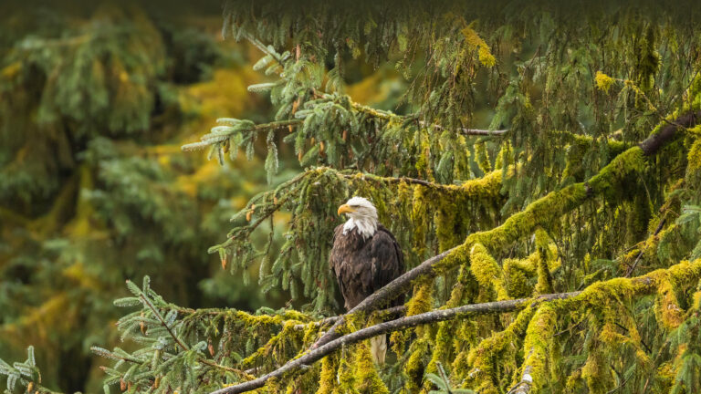 An immersive 4K wallpaper portraying a regal Bald Eagle perched amidst the dense, mossy branches of a towering evergreen in Alaska's Tongass National Forest. The intricate tapestry of vibrant green and yellow moss, glistening with moisture on every branch, enhances the forest's lush, wild ambiance.