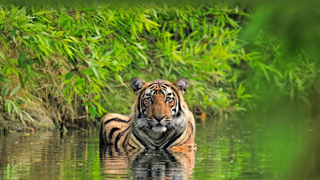 A majestic 4K wallpaper presents a powerful Bengal Tiger submerged chest-deep in calm water within Ranthambore National Park, India, surrounded by vibrant green foliage. Its piercing eyes and the vivid reflection of its striped fur in the shimmering water create a powerful, serene wildlife moment.