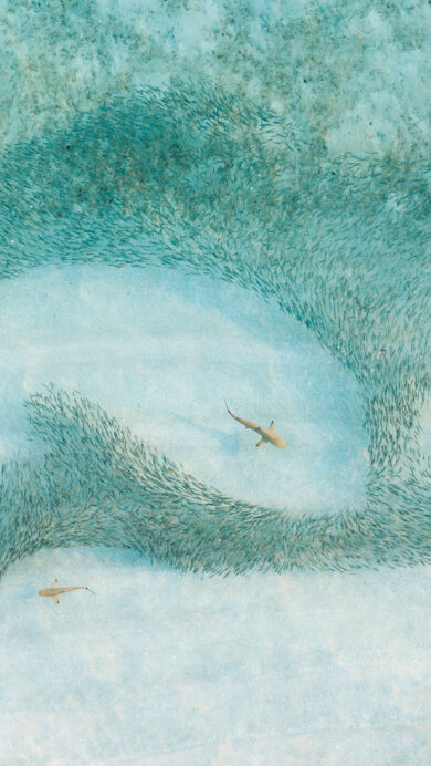 A mesmerizing 4K wallpaper of blacktip reef sharks circling a dense fish school in the crystal-clear, shallow waters of the Maldives. The dynamic interplay of the predatory sharks against the shimmering, silver-blue vortex of tiny fish creates a captivating underwater scene, highlighted by the translucent turquoise hues of the water.