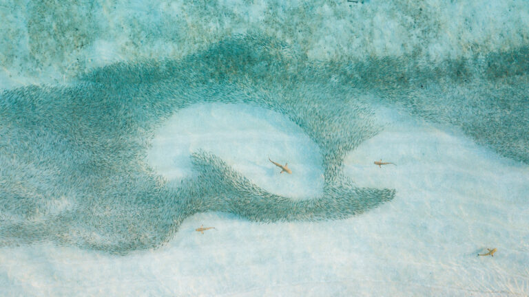 A mesmerizing 4K wallpaper of blacktip reef sharks circling a dense fish school in the crystal-clear, shallow waters of the Maldives. The dynamic interplay of the predatory sharks against the shimmering, silver-blue vortex of tiny fish creates a captivating underwater scene, highlighted by the translucent turquoise hues of the water.