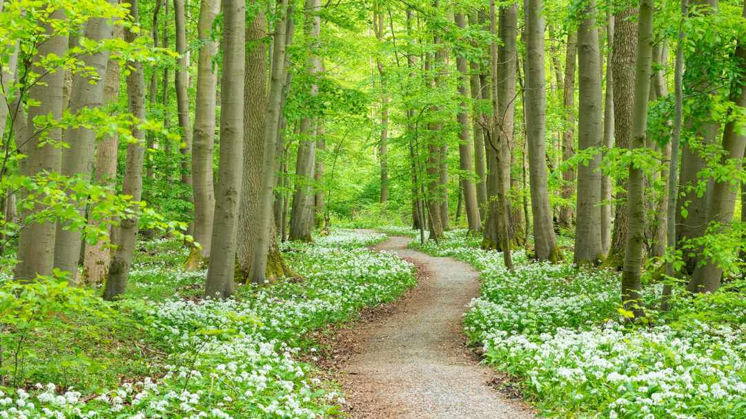 An enchanting 4K wallpaper depicting a winding forest path through Hainich National Park, Germany, carpeted with blooming wild garlic. Tall, light-barked trees frame the vibrant green foliage above, while the brilliant white flowers below create a serene and fresh spring atmosphere.