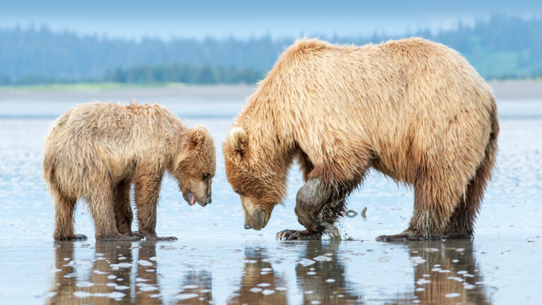 An immersive 4K wallpaper showcasing a brown bear mother and her cub wading in shallow water in Lake Clark National Park, Alaska. The mother is bent towards the water, gently stirring it with a paw, as the cub peers in alongside her, their wet, textured fur glistening and reflecting softly in the calm, pale blue surface.