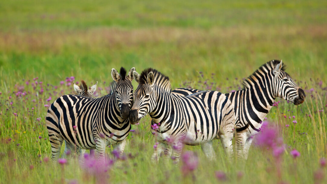 An enchanting 4K wallpaper showcasing a small herd of Burchell's Zebras standing gracefully in a vibrant wildflower grassland within South Africa's Rietvlei Nature Reserve. Their distinctive black and white stripes contrast beautifully with the lush green grass and scattered purple wildflowers, creating a serene and captivating wild scene.