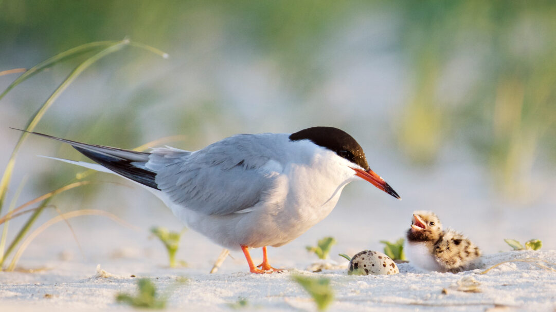 A captivating 4K wallpaper features a Common Tern father with its small chick and another egg on the sandy expanse of Nickerson Beach, Long Island. Warm, soft light illuminates the scene, highlighting the chick's open beak as it looks up expectantly at its attentive parent, conveying a tender moment of parental care.