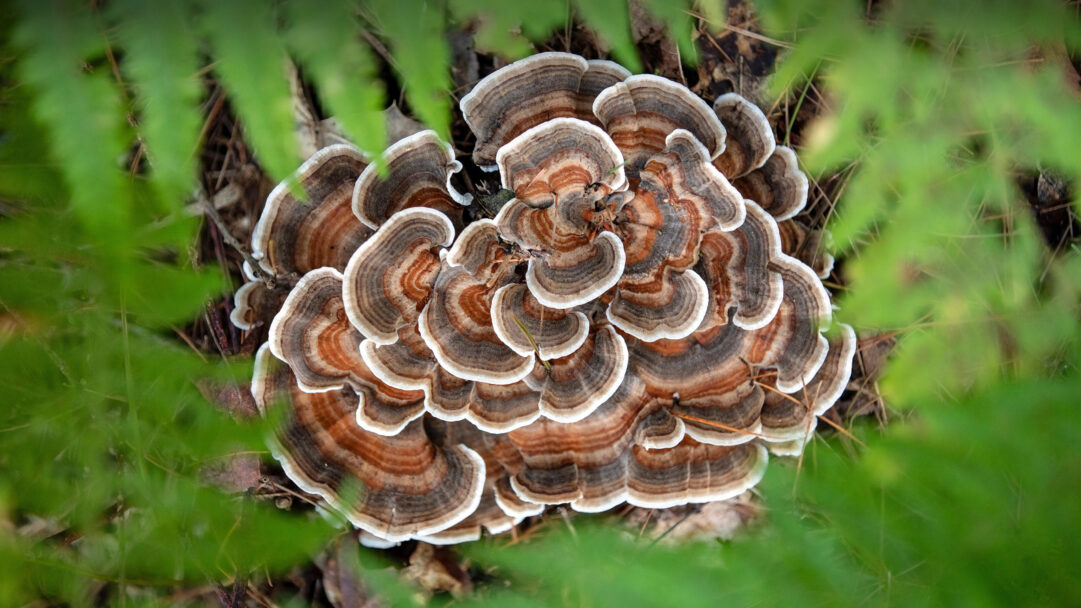 A remarkable 4K wallpaper presents a vibrant Turkey Tail Mushroom with distinct concentric bands thriving on the forest floor in Brevard, North Carolina. Its rich browns, oranges, and whites are beautifully framed by soft, blurred green foliage, highlighting its intricate texture and natural beauty.
