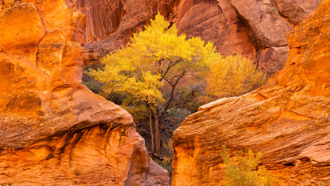 A captivating 4K wallpaper capturing Coyote Gulch, a vibrant red sandstone canyon where brilliant autumn cottonwood trees thrive. The golden-yellow foliage of the cottonwoods sharply contrasts with the warm, textured orange and deep red hues of the towering canyon walls, evoking a sense of dramatic natural beauty.