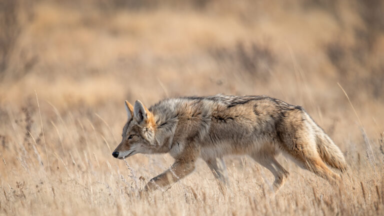 An exquisite 4K wallpaper capturing a coyote gracefully traversing a sun-drenched, dry grass field in Banff, Alberta, Canada. The animal's textured fur, illuminated by the warm light, blends seamlessly with the golden hues of the tall dry stalks, creating a serene yet watchful mood.