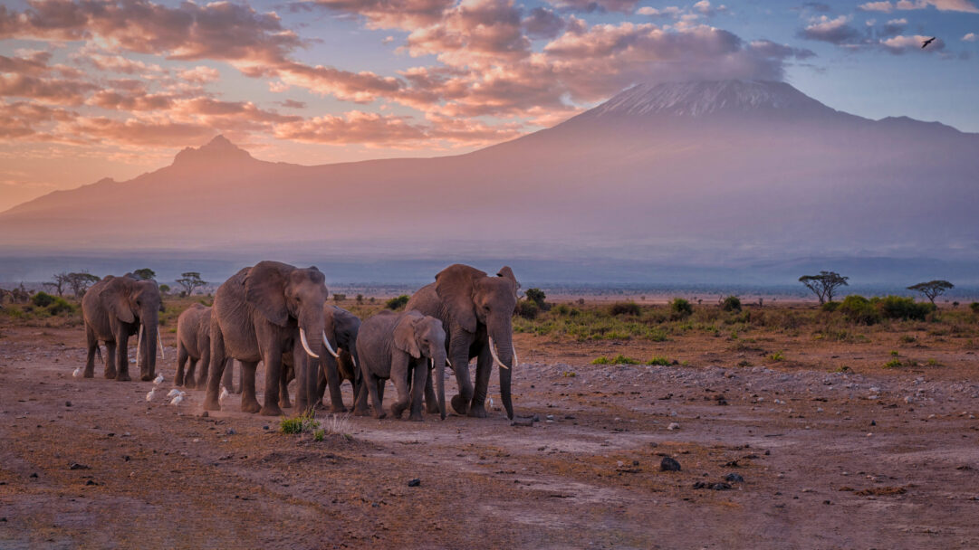 A majestic 4K wallpaper showcasing a herd of elephants traversing the dry plains of Amboseli, Kenya, with the towering, mist-shrouded Mount Kilimanjaro in the distance. The sunset paints the sky with warm golden and soft pink hues, beautifully silhouetting the elephants and lending a serene, evocative mood to the African vista.