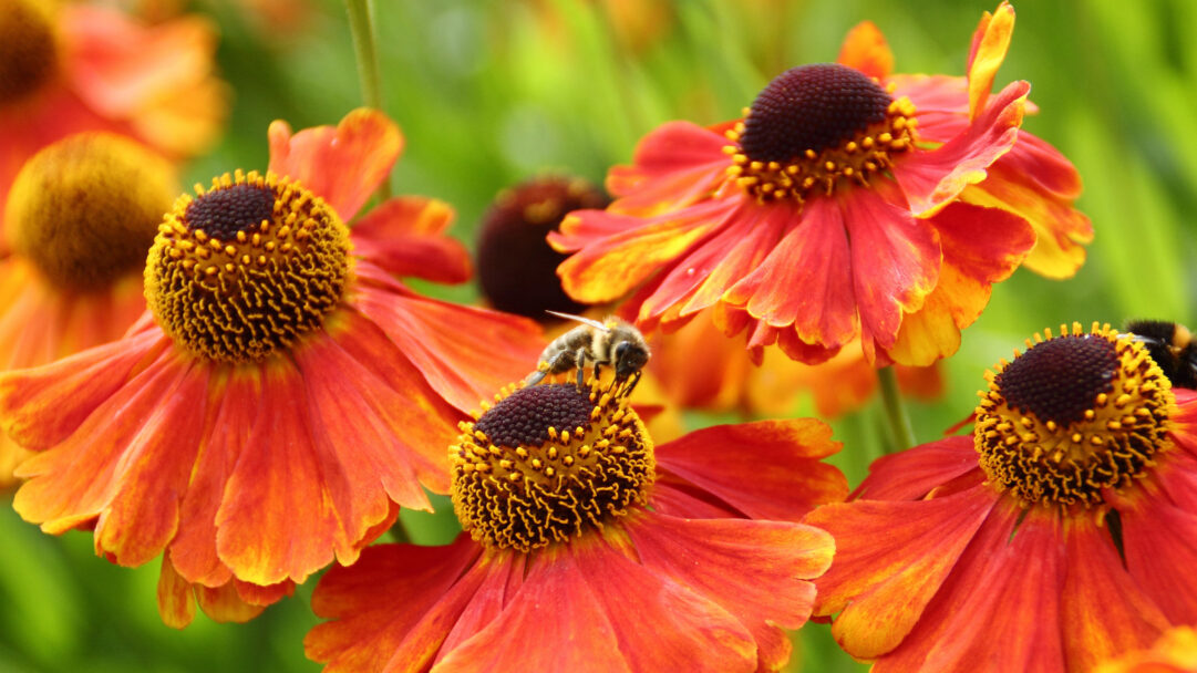 A captivating 4K wallpaper presenting a European honeybee actively foraging on vibrant red and orange flowers in Sheffield, England. The intricate detail captures the bee's fuzzy body collecting pollen, beautifully highlighted against the rich, warm hues of the petals and a soft, verdant background.