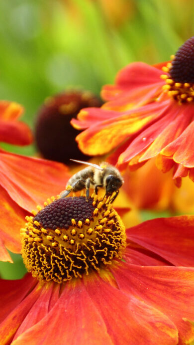 A captivating 4K wallpaper presenting a European honeybee actively foraging on vibrant red and orange flowers in Sheffield, England. The intricate detail captures the bee's fuzzy body collecting pollen, beautifully highlighted against the rich, warm hues of the petals and a soft, verdant background.