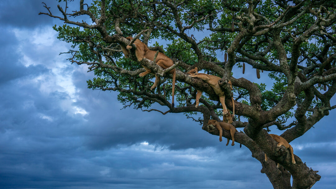 A captivating 4K wallpaper features several female lions peacefully sleeping high on the gnarled branches of a large tree in Tanzania's Serengeti National Park. Their tawny bodies blend harmoniously with the tree's dense foliage, set against a brooding, stormy blue-grey sky that emphasizes the wild tranquility of the scene.