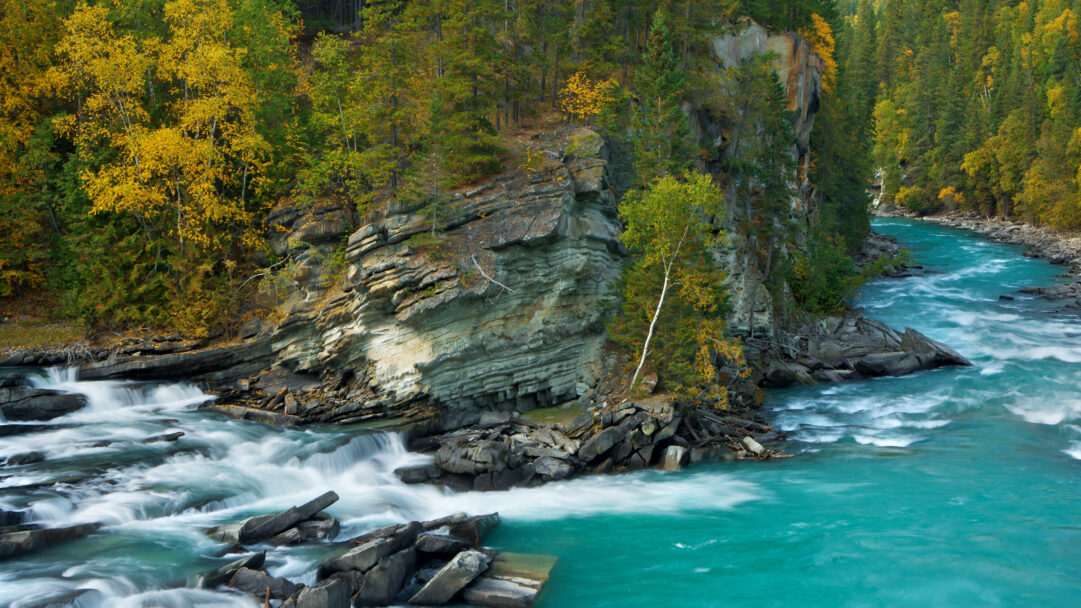 A majestic 4K wallpaper presents the powerful Fraser River rapids carving through a stunning fall landscape in British Columbia, framed by forested cliffs associated with Mount Robson. The brilliant turquoise of the surging river contrasts dramatically with the golden-yellow autumn foliage and rugged grey rock faces, highlighting nature's dynamic energy.