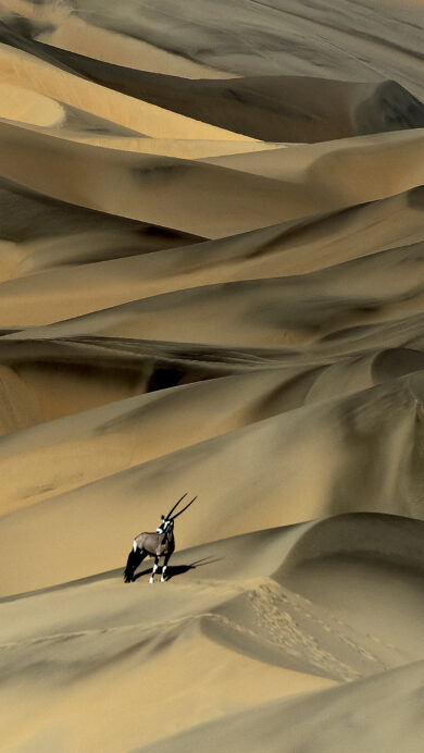 A captivating 4K wallpaper capturing a lone Gemsbok (Oryx gazella) standing majestically on the undulating sand dunes of the vast Namibia Desert. Dramatic natural light emphasizes the sharp ridges and soft curves of the dunes, creating a stunning interplay of golden yellows and deep shadows that highlight the animal's striking silhouette.