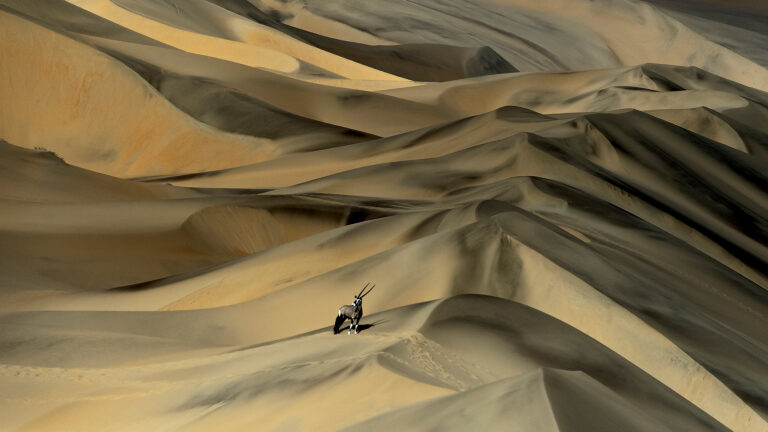 A captivating 4K wallpaper capturing a lone Gemsbok (Oryx gazella) standing majestically on the undulating sand dunes of the vast Namibia Desert. Dramatic natural light emphasizes the sharp ridges and soft curves of the dunes, creating a stunning interplay of golden yellows and deep shadows that highlight the animal's striking silhouette.