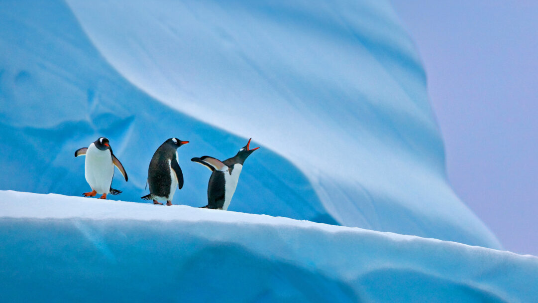 A captivating 4K wallpaper presents three Gentoo penguins perched on a massive iceberg amidst the icy expanse of Antarctica. The stark white and black of the penguins, with their bright orange beaks, stand out against the deep blues and purples of the sculpted ice and distant sky, one calling loudly into the frigid air.