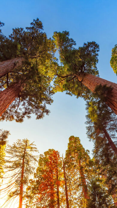An immersive 4K wallpaper captures giant Sequoia trees towering upwards against a clear blue sky. Golden sunlight bathes their massive, textured reddish-brown trunks and green foliage, creating a warm, majestic glow against the serene azure.