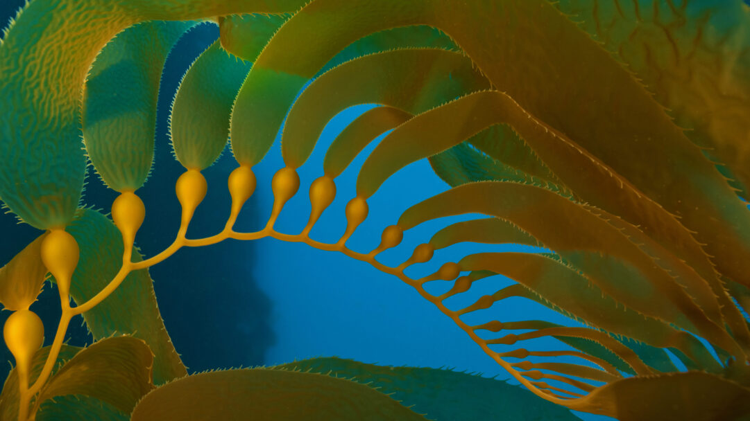 A mesmerizing 4K wallpaper features giant kelp gracefully swaying underwater in the Channel Islands National Marine Sanctuary, California. Its translucent golden-brown fronds and prominent gas bladders are brilliantly illuminated against the tranquil, deep blue ocean, creating a vibrant and serene natural tableau.