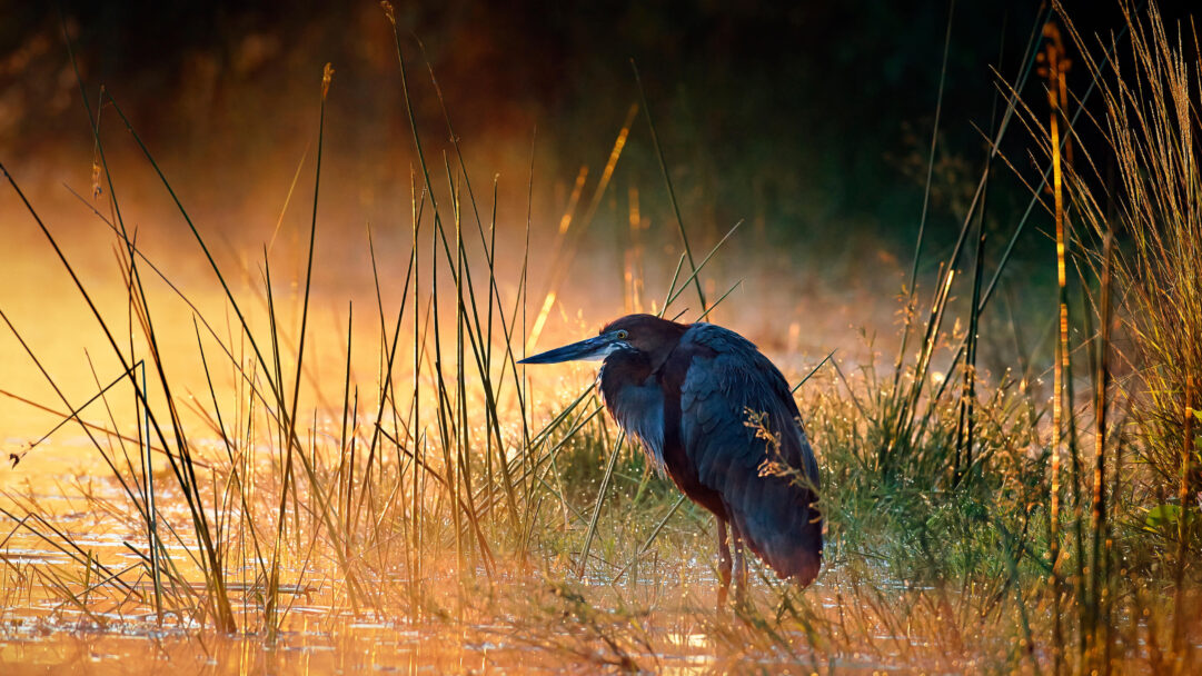 A captivating 4K wallpaper featuring a majestic Goliath Heron standing in shallow water amidst tall, dew-laden grasses at sunrise in Kruger National Park, South Africa. The entire scene is bathed in a warm, golden glow as mist softly rises from the water, creating a tranquil and ethereal mood.
