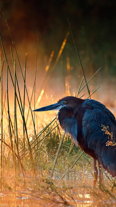 A captivating 4K wallpaper featuring a majestic Goliath Heron standing in shallow water amidst tall, dew-laden grasses at sunrise in Kruger National Park, South Africa. The entire scene is bathed in a warm, golden glow as mist softly rises from the water, creating a tranquil and ethereal mood.