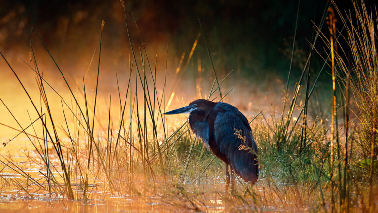 A captivating 4K wallpaper featuring a majestic Goliath Heron standing in shallow water amidst tall, dew-laden grasses at sunrise in Kruger National Park, South Africa. The entire scene is bathed in a warm, golden glow as mist softly rises from the water, creating a tranquil and ethereal mood.