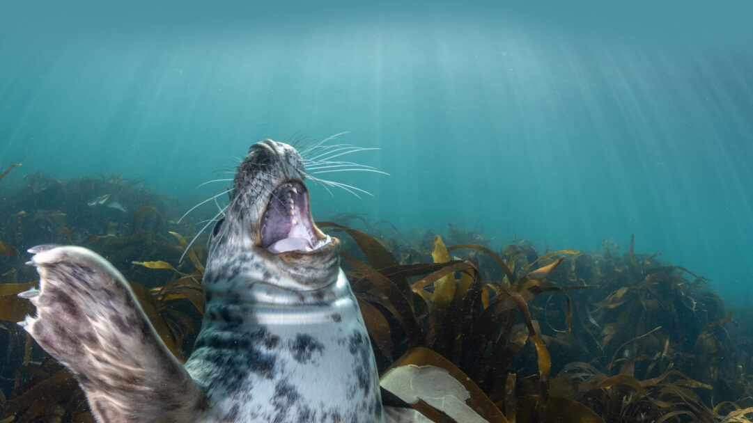 An enchanting 4K wallpaper captures a Gray Seal pup yawning underwater in a dense kelp forest near Lundy Island, England. Its wide-open mouth, revealing sharp teeth and long whiskers, is illuminated by ethereal light filtering through the clear, blue-green water, emphasizing a moment of candid, wild charm.