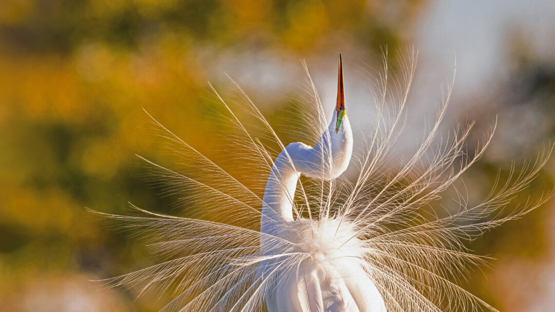 An ethereal 4K wallpaper displaying a majestic Great Egret in Everglades National Park, Florida, with its head elegantly arched back against a soft, golden-toned background. The bird's pristine white breeding plumes radiate around it in a spectacular fan, catching the warm light to create an exquisite, dramatic texture.