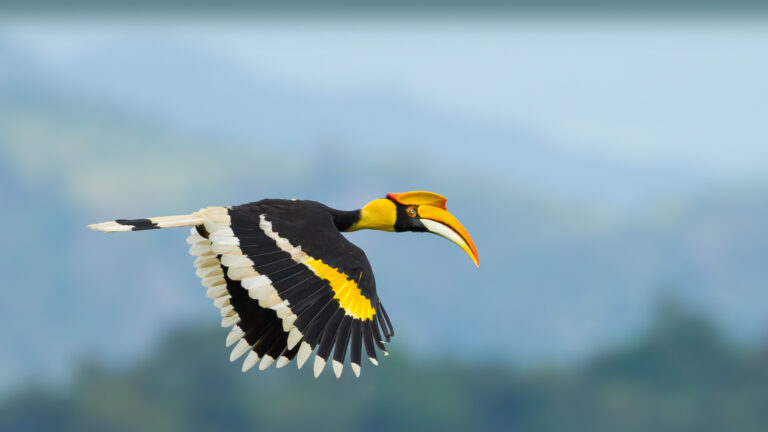 A breathtaking 4K wallpaper of a Great Hornbill in majestic flight over Khao Yai National Park, Thailand. Its striking black and vibrant yellow plumage, with distinctive white-tipped wings, spreads wide against a softly blurred blue-green sky, conveying powerful motion.