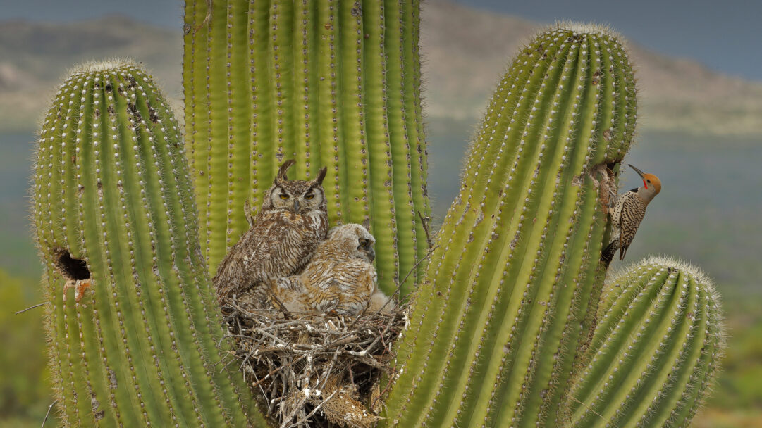 A remarkable 4K wallpaper showcases Great Horned Owls and a Gilded Flicker coexisting on a Saguaro Cactus in the vast Sonoran Desert, Arizona. The striking contrast between the camouflaged owls nesting protectively and the vibrant Gilded Flicker at a nearby cavity emphasizes the vibrant, interconnected life sustained by the majestic cactus.
