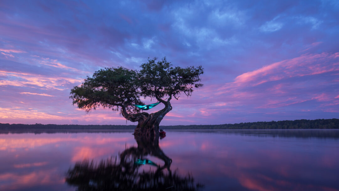 A serene 4K wallpaper depicts a person hammock camping high in a majestic Bald Cypress tree, standing solitary in the calm waters of a Florida landscape. The vivid purple and pink hues of the sunset sky are perfectly mirrored on the glassy water, creating a tranquil and ethereal reflection.