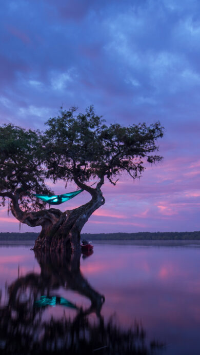 A serene 4K wallpaper depicts a person hammock camping high in a majestic Bald Cypress tree, standing solitary in the calm waters of a Florida landscape. The vivid purple and pink hues of the sunset sky are perfectly mirrored on the glassy water, creating a tranquil and ethereal reflection.
