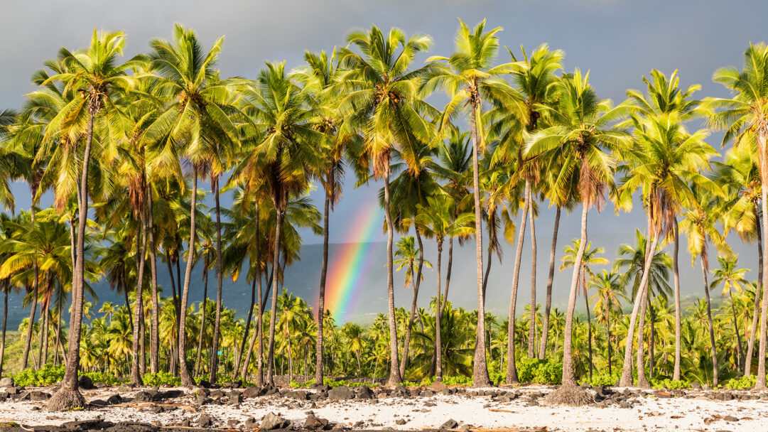 A captivating 4K wallpaper portrays a lush grove of vibrant palm trees lining the rocky shoreline of Puuhonua O Honaunau National Historical Park on the Big Island of Hawaii. A brilliant rainbow arcs gracefully behind the verdant fronds, creating a magical interplay of light against the dramatic sky and emphasizing the tropical serenity.