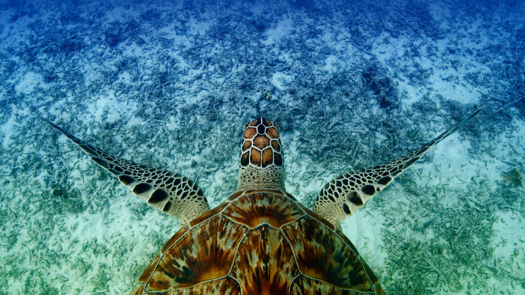 A mesmerizing 4K wallpaper of a Hawksbill Sea Turtle swimming underwater in Akajima, Okinawa, Japan, poised over a textured seabed of sand and seagrass. Its intricately patterned shell, a blend of rich browns and golds, stands out against the serene gradient of blues and greens in the clear ocean depths, evoking a sense of peaceful exploration.