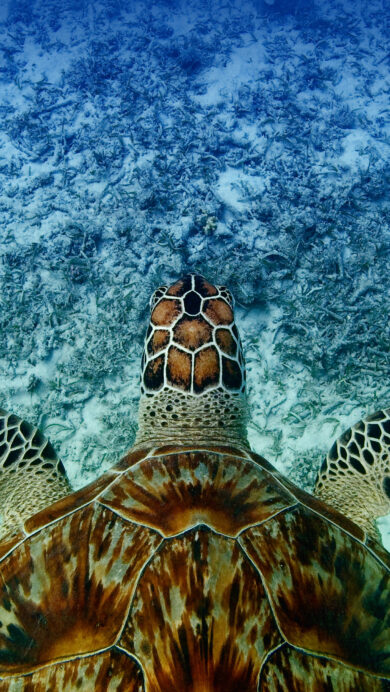 A mesmerizing 4K wallpaper of a Hawksbill Sea Turtle swimming underwater in Akajima, Okinawa, Japan, poised over a textured seabed of sand and seagrass. Its intricately patterned shell, a blend of rich browns and golds, stands out against the serene gradient of blues and greens in the clear ocean depths, evoking a sense of peaceful exploration.