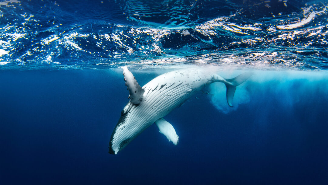 A breathtaking 4K wallpaper of a humpback whale navigating the serene blue ocean underwater. The interplay of luminous surface ripples and the whale's contrasting white body creates a profound sense of peace and majesty.