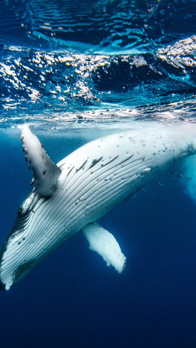 A breathtaking 4K wallpaper of a humpback whale navigating the serene blue ocean underwater. The interplay of luminous surface ripples and the whale's contrasting white body creates a profound sense of peace and majesty.