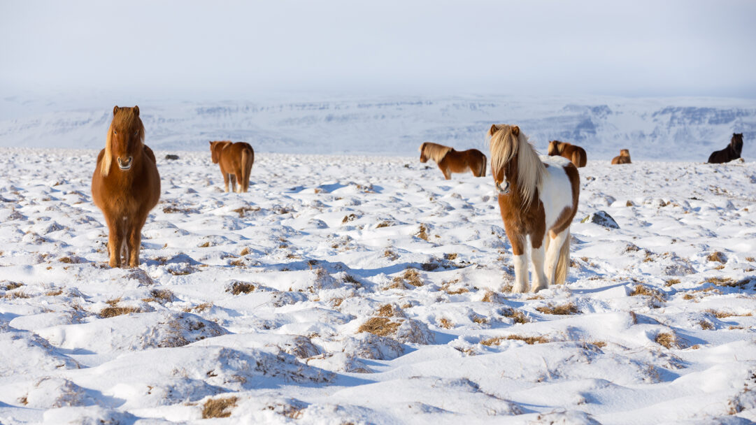 An enchanting 4K wallpaper captures several robust Icelandic Horses standing in a vast, snow-covered field in Iceland. Their thick, shaggy coats of brown and piebald stand out against the brilliant white snow and distant icy mountains under a clear winter sky, conveying a sense of serene resilience.