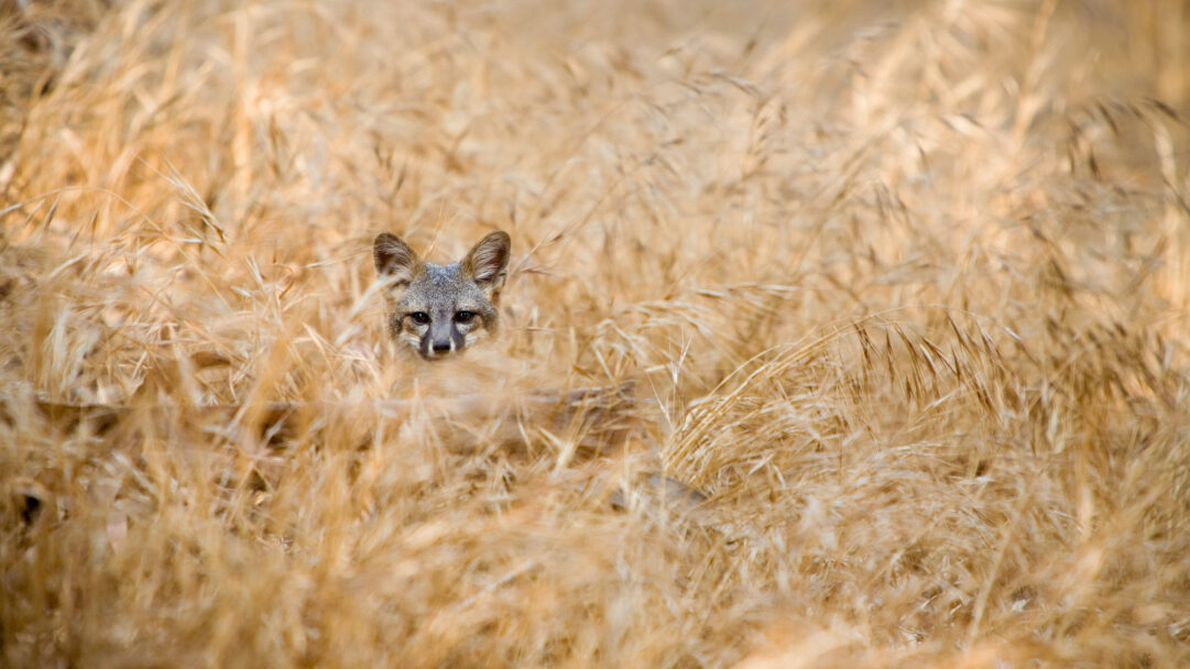 A sublime 4K wallpaper capturing an Island Fox subtly hiding within tall, golden grass in Channel Islands National Park, California. Its alert, expressive face with dark eyes peeks out from the vibrant, sun-kissed golden stalks, creating a mood of quiet observation and natural beauty.