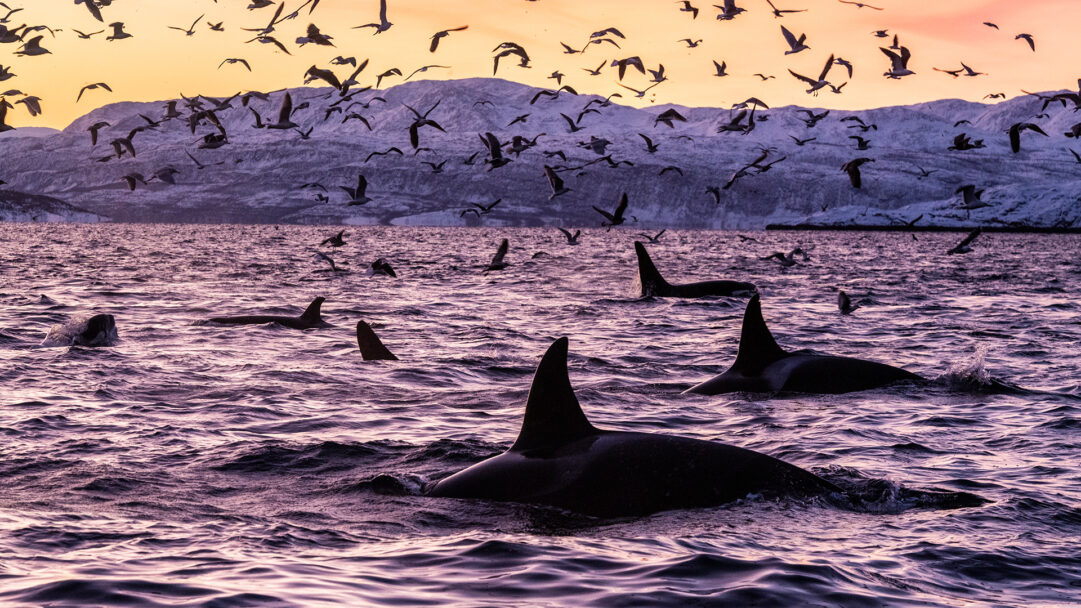 A breathtaking 4K wallpaper depicting killer whales and numerous birds over the waters near Spildra, Norway, against a backdrop of snow-capped mountains. The vibrant golden-orange sunset illuminates the sky, casting dramatic silhouettes of the whales and birds while bathing the choppy sea in a rich, mystical purple hue.