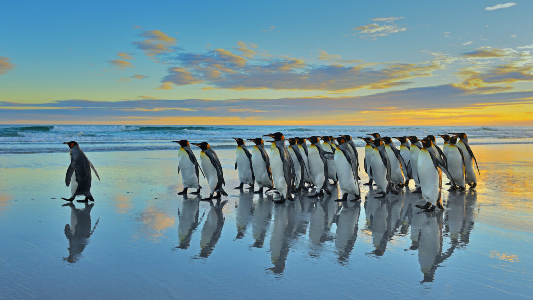 A breathtaking 4K wallpaper showcasing King Penguins walking along a pristine beach in the Falkland Islands. The golden and blue hues of the sunrise paint the sky and are beautifully mirrored on the wet sand, creating stunning reflections as the penguins approach the gentle ocean waves.