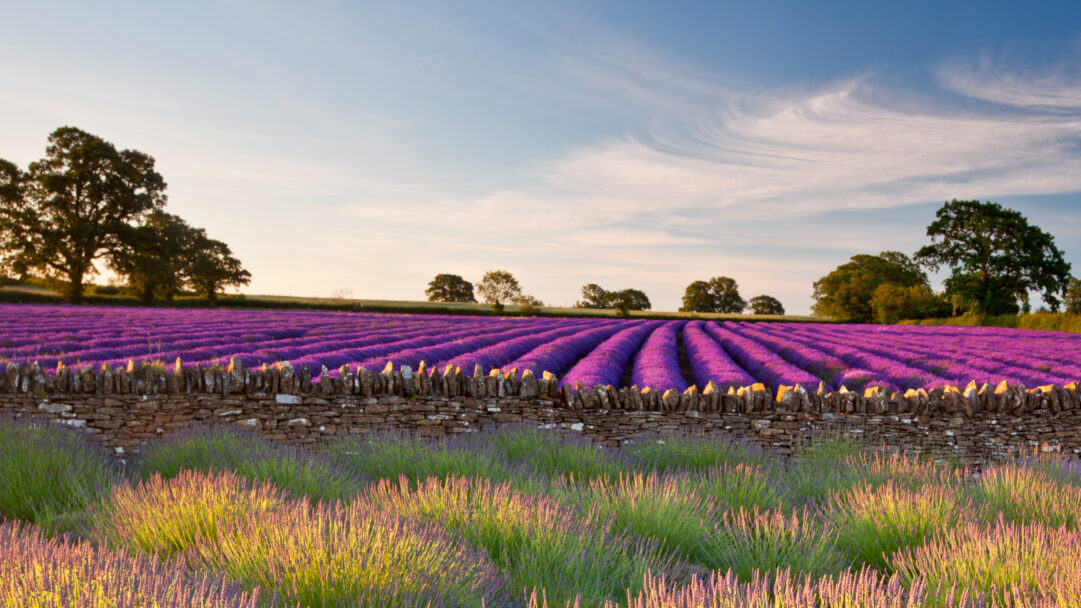 A picturesque 4K wallpaper capturing a sprawling lavender field in Somerset, England, distinctly bordered by a rustic stone wall. Vibrant purple rows of lavender stretch toward the horizon under a soft, light blue sky, as warm golden hour sunlight illuminates the foreground blossoms and the wall's textured stones.