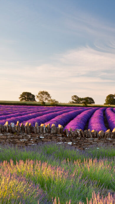 A picturesque 4K wallpaper capturing a sprawling lavender field in Somerset, England, distinctly bordered by a rustic stone wall. Vibrant purple rows of lavender stretch toward the horizon under a soft, light blue sky, as warm golden hour sunlight illuminates the foreground blossoms and the wall's textured stones.