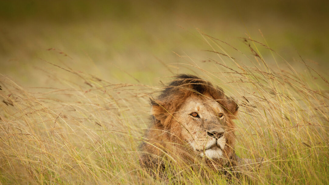 A majestic 4K wallpaper capturing a regal Maasai Mara lion partially hidden amidst the golden and green tall grass of the savanna. Its piercing amber eyes, framed by its powerful mane and obscured by the swaying blades, convey a sense of watchful alertness and hidden power.