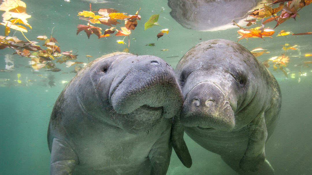 A tranquil 4K wallpaper showcasing two gentle manatees gracefully submerged in the clear waters of Crystal River, Florida. Warm sunlight filters from the surface, illuminating their textured grey skin and casting an ethereal glow on the colorful autumn leaves drifting above them, creating a serene and intimate underwater scene.