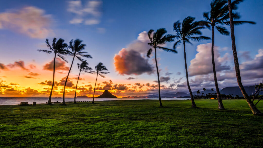 A breathtaking 4K wallpaper showcases Mokoli'i Island at sunset in Kualoa Regional Park, Oahu, Hawaii, with a row of swaying palm trees stretching across the verdant foreground. The western sky is ablaze with brilliant orange and yellow clouds, their vivid glow reflected softly on the tranquil ocean surface, creating a peaceful and dramatic tropical vista.