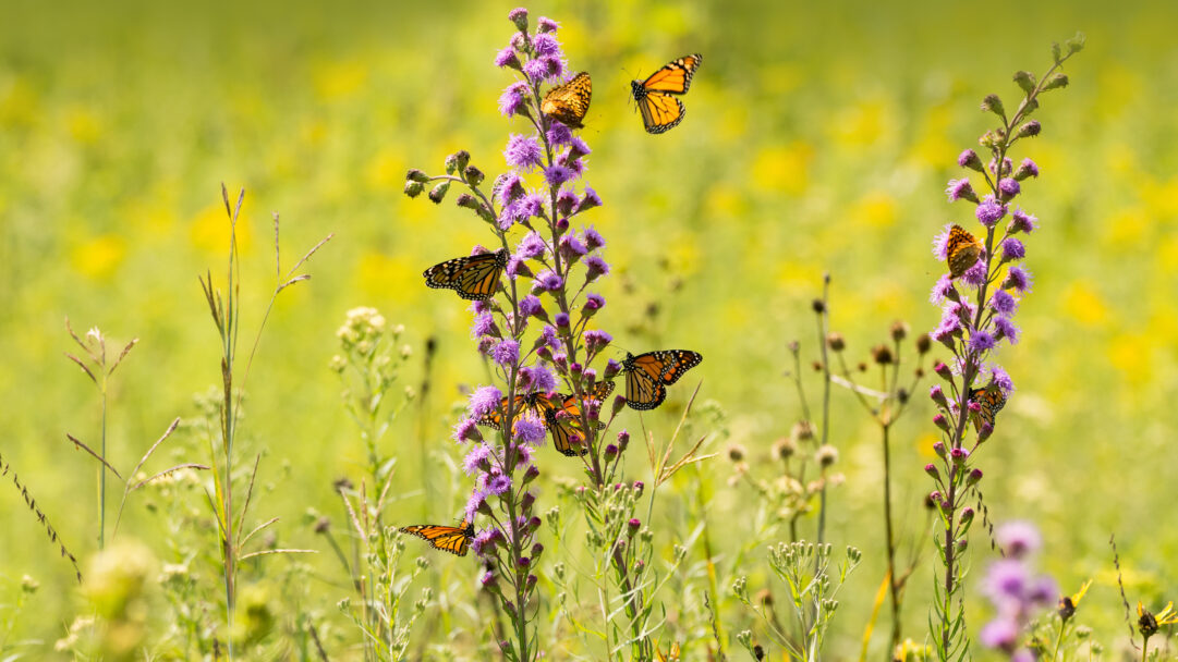 A captivating 4K wallpaper showcasing numerous monarch butterflies feeding on tall purple wildflowers in a sun-drenched field. The vibrant orange wings of the butterflies contrast beautifully with the deep lavender blossoms, creating a lively and warm natural scene against a soft green and yellow background.
